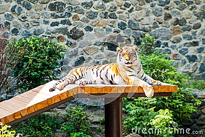 A big and contented tiger basks in the sun, Stock Photo