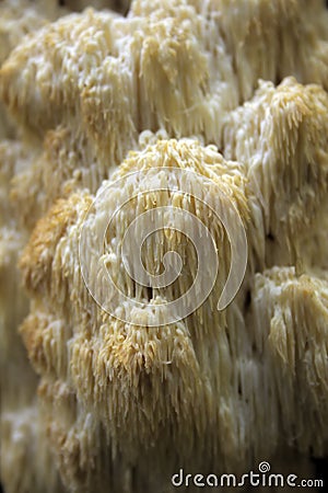 Big coral-like (Hydnum coralloides - Hericium) Stock Photo