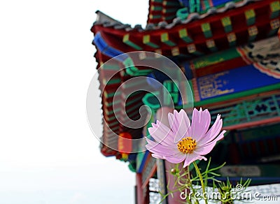 Cosmos flower and the tower Stock Photo