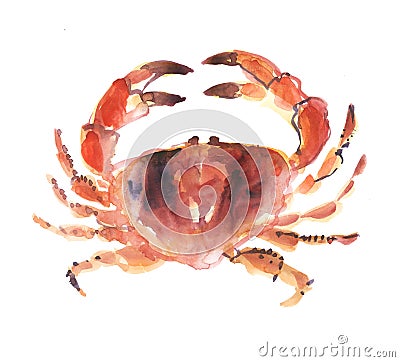 Big crab isolated on white background. Cartoon Illustration