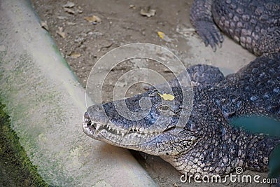 Big crocodile waiting with eyes open Stock Photo