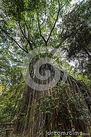 Big Curtain Fig Tree in the Rainforest of Atherton Tablelands, Yungaburra, Queensland, Australia Stock Photo