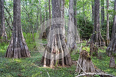 Big Cypress National Preserve Florida Stock Photo