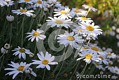 Big Daisy Flowers Stock Photo