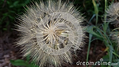 Big dandelion Stock Photo