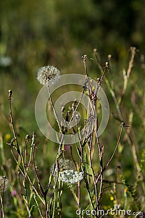 Big Dandelion type flower Stock Photo