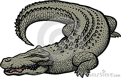 Big danger alligator Vector Illustration