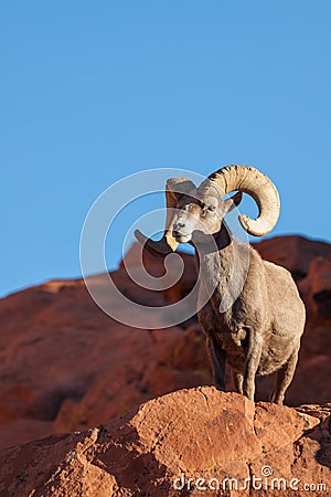 Big Desert Bighorn Sheep Ram Stock Photo