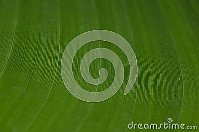 Big detail of the structure of palm leaf. Stock Photo