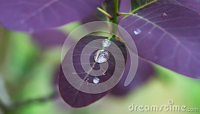 Big dew drop on purple leaf Cotinus coggygria Royal Purple. Blurred green background of the garden. Nature concept Stock Photo