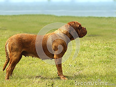 Big Dog - Bordeaux Mastiff Stock Photo