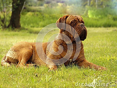 Big Dog - Bordeaux Mastiff Stock Photo