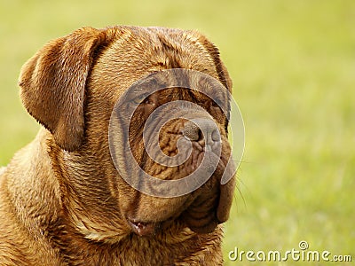 Big Dog - Bordeaux Mastiff Stock Photo