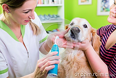 Big dog getting dental care by woman at dog parlor Stock Photo