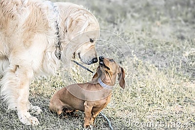 A big dog Golden retriever sniffing a small dog dachshund outdooor at sunner day. Family dogs. Stock Photo