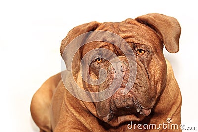 Big dog moloss French Mastiff Stock Photo