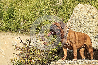 Big dog moloss French Mastiff Stock Photo