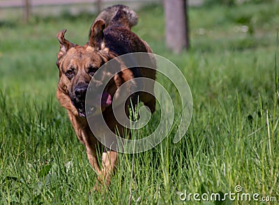 Big dog running on a prabig dog running on a lawn withlarge dog running on a lawn with at thewith trees Stock Photo