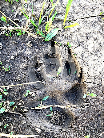 Pawprint Stock Photo