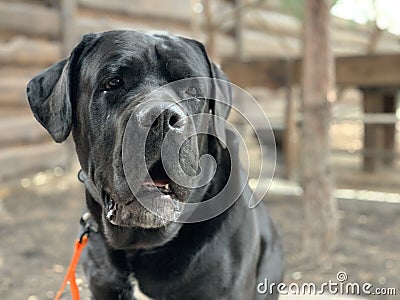 The big dog is sitting on a leash. The yard is guarded by a black dog of the Cane Corso breed Stock Photo