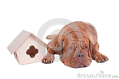 Big dog with small house Stock Photo