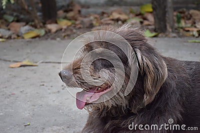 A big dog stay with people at front yard. Stock Photo