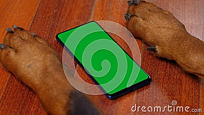 Big Dog Using a Greenscreen Smartphone Stock Photo