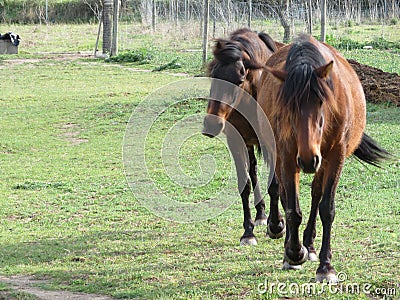 Big domestic animal horse rides beautiful quiet dressage Stock Photo