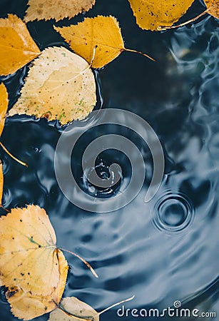Big drop falling on puddle leaving a radial circles on surface with fallen yellow leaves on water Stock Photo