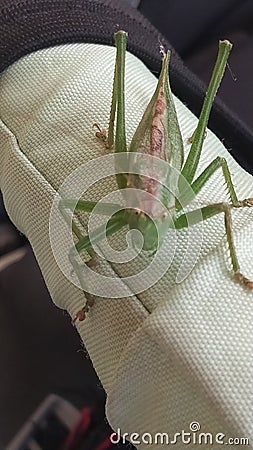 big ears green insect Stock Photo