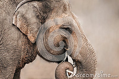 Portrait of an elephant Stock Photo