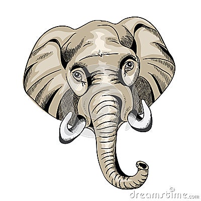 Big elephant head looking straight. Vector illustration on white background Vector Illustration