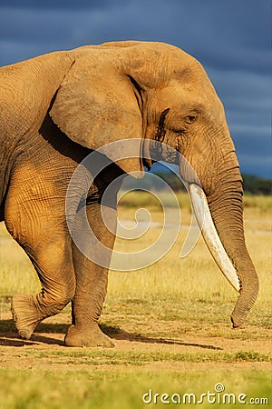 Big Elephant male Stock Photo