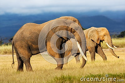 Big Elephant male Stock Photo