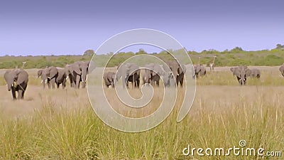 big elephants looking for fiids Stock Photo