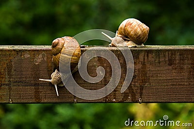 Big escargot snails on wooden bar in the rain Stock Photo