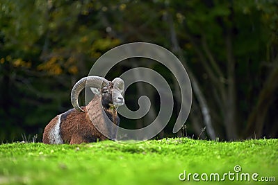 Big european moufflon in the meadow Stock Photo