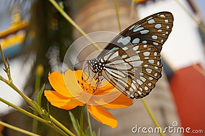 Big exotic blue butterfly Stock Photo