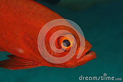 Big eye fish (Priacanthus hamrur) - Thailand Stock Photo