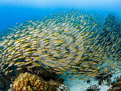 Big Eye Snapper. Lutjanus lutjanus. Accompaniment Stock Photo