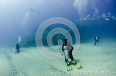 Big eye Trevally Jack, Forming a school, no people Editorial Stock Photo