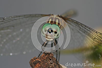 Big-eyed dragonfly Stock Photo