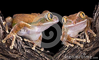 Big-eyed tree frog love Stock Photo