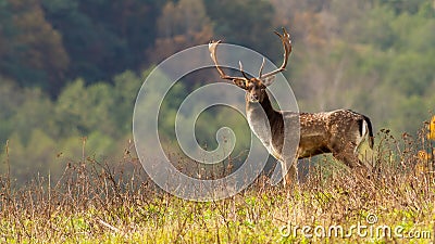 Big fallow deer stag standing on meadow in autumn nature Stock Photo