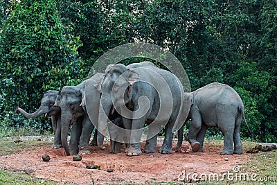 Big family of Wild Elephant eating salt lick Stock Photo