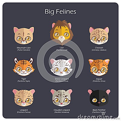 Big feline flat avatars with regular and scientific names Vector Illustration