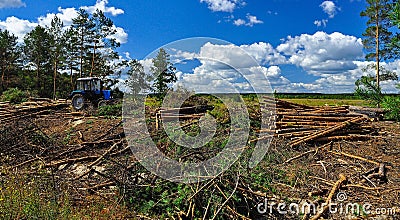 Big felling of the forest. Cut trees lie on the ground next to the tractor on the background of the blue sky Stock Photo