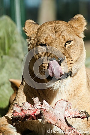 Big female African lion eating Stock Photo