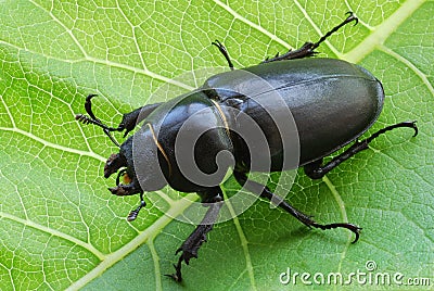 Big female stag-beetle on leaf Stock Photo