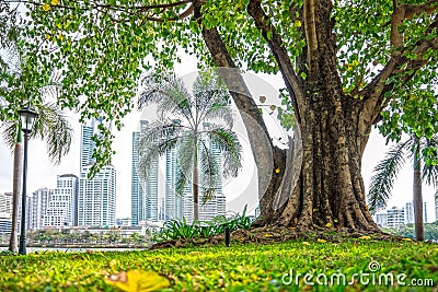 Big Ficus religiosa tree at public park with building background Stock Photo